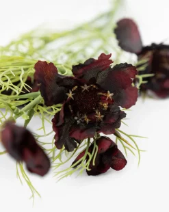 Burgundy Cosmos Stem