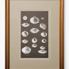 Conchology Study Triptych No. 3
