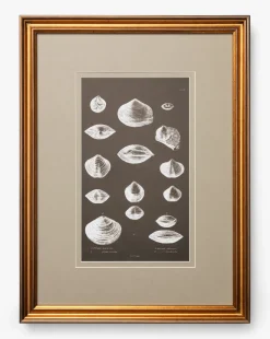 Conchology Study Triptych No. 3