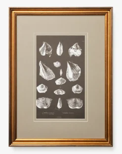 Conchology Study Triptych No. 1