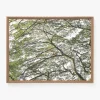 Treetops